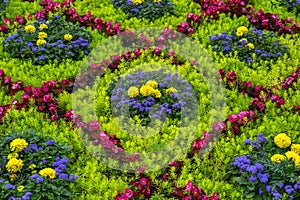 Design of flower bed by diferrent colorfull flowers. Plant pattern texture