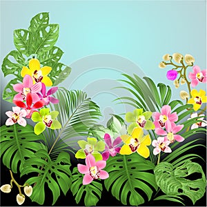 Design frame of flowers orchids cymbidium tropical leaves palm,philodendron monstera Variegated hosta watercolor vintage
