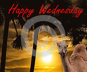 Design of `Happy Wednesday` - `the hump day`