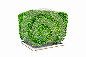 Design hedges cut green tree in square shape isolated on white background. photo