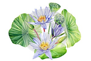 Design with lotus flower, bud, seed and leaves. Watercolor texture. Oriental Chinese and Japanese style. Realistic flora