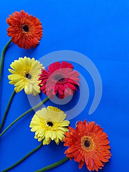 design with orange, red and yellow gerbera flower on the blue background