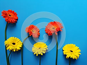 design with orange and yellow gerbera flower on the blue background