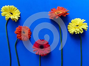 design with red, orange and yellow gerbera flower on the blue background