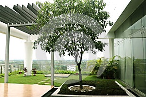Design of a roof top garden with some beautiful green tree and other materials