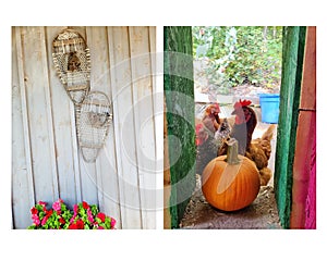 Touristic farm visiting in Canada, chicken coop, pumkin and snowshoes farming. Canada traditional objects. photo