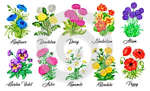 Design set of Cornflower, Daisy, Nasturtium, Pansy, Aster, Camomile and other flowers