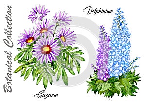 Design set of Delphinium and Gazania flowers isolated on white