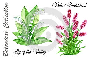 Design set of Lily of the Valley and Pale Smartweed flowers isolated on white