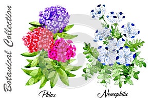 Design set of Phlox and Nemophila flowers isolated on white