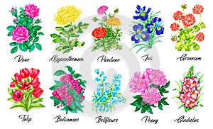 Design set of Rose, Purslane, Iris, Geranium, Tulip, Peony, Gladiolus