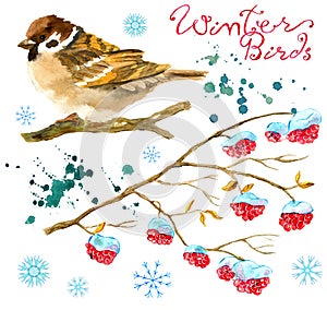 Design set with sparrow bird, winter branch with red berries, snowflakes isolated on white photo