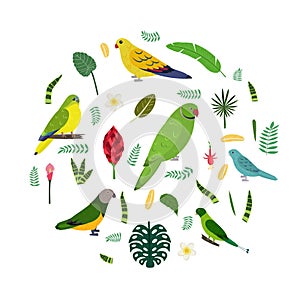Design template with parrots in circle for kid print. Round composition of tropical birds Neophema, senegal, rose ringed