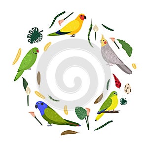 Design template with parrots in circle for kid print. Round composition of tropical birds rose ringed, pionus, neophema