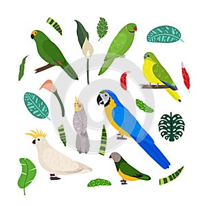 Design template with parrots in square for kid print. Rectangle composition of tropical birds macaw, cockatoo, amazon