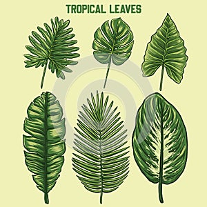 Design vrctor set tropical leaves photo