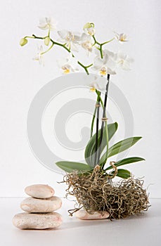 Design with white orchids and stones in balance