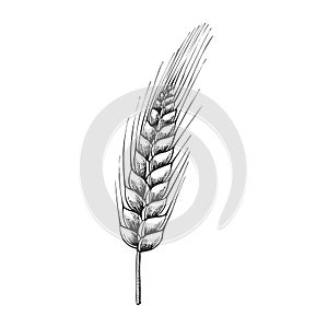 Designed Agriculture Grain Wheat Ripe Spike Vector