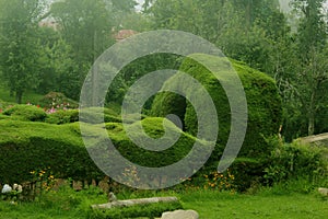 Designed and cropped plants in the kodaikanal chettiar park.