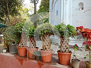 Designer bonsai plant in pot photo