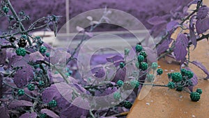 Designer color grade of unearthly turquoise berries purple leaves and highway on background