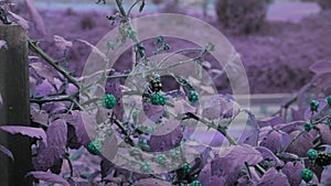 Designer color grade of unearthly turquoise berries purple leaves and highway on background