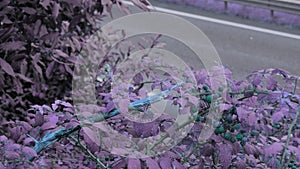 Designer color grade of unearthly turquoise berries purple leaves and highway on background