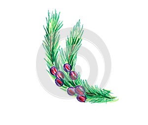 Designer illustration of green spruce branch and red-purple berries. Hand-drawn with markers and a pen. Isolated