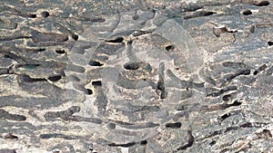 Designs in a dried tree bark