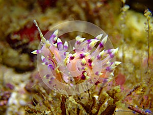 Desirable Flabellina