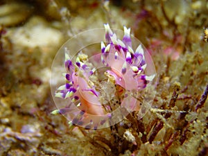 Desirable Flabellina, Nudibranch, Sea Slug photo