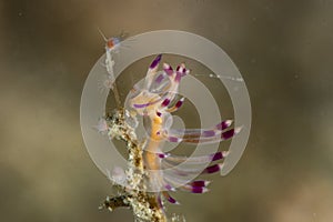 Nudibranch Desirable Flabellina Coryphellina exoptata photo