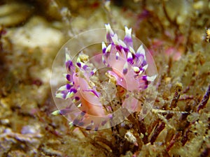 Desirable Flabellina, Nudibranch, Sea Slug