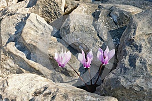 Desire for life. Flowers growing among stones.