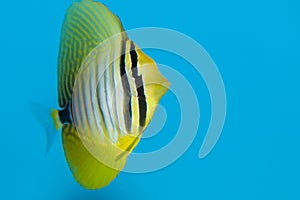 Desjardin's Sailfin or Red Sea Sailfin Tang