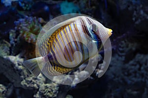 Desjardin`s sailfin tang swim at live rock stone, hard to keep and demanding species require care of experienced aquarist, reef