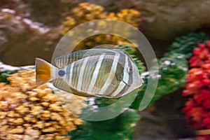 Desjardin sailfin swimming amongst corals