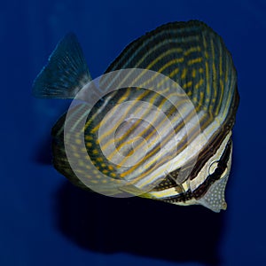 Desjardini Sailfin Tang