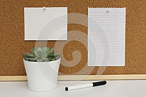 Desk table, work space. Cork board. Live succulent plant. Empty paper pages for notes. To do list