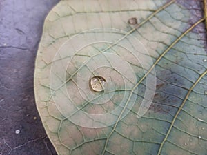 Drop of water on leaves