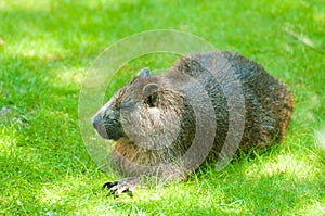 Desmarest's Hutia