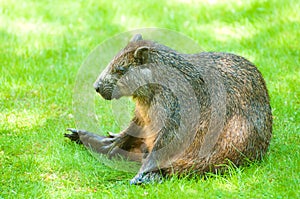 Desmarest's Hutia