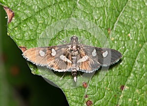 Desmia subdivisalis moth on leaf at night.