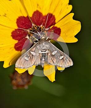 Desmia subdivisalis moth pollinating tickseed flower.