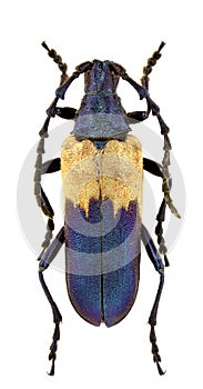 Desmocerus palliatus