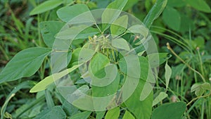 Desmodium tortuosum (twisted tick trefoil, dixie tick trefoil, tall tick clover, Florida beggarweed, jalakan, petet)