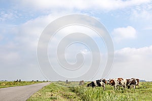 Desolate country road through the meadows, a grazing herd of cows in the field in the polder of Bunschoten, panoramic view