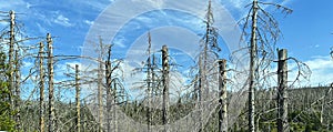 Desolate dead trees in Harz mountains in German Saxony