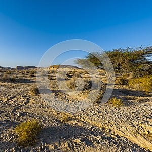 Desolate infinity in Israel