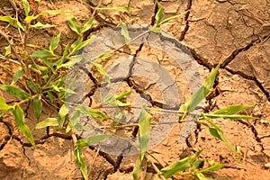 desolate land or dry areas with green grass growth up on the ground